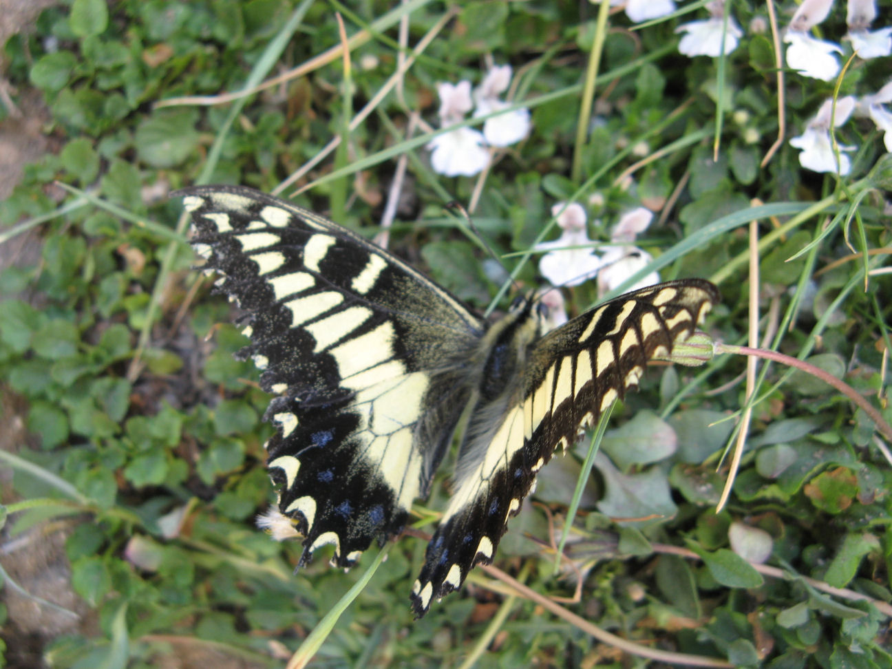 Lepidotteri di Corsica - Papilio hospiton e Cryphia muralis